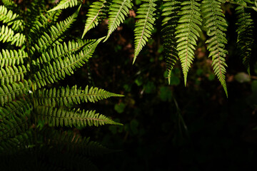 Lush green ferns flourish in the sunlight highlighting their intricate patterns in a tranquil forest setting. Gorgany range. Hiking in Carpathian Mountains, Ukraine