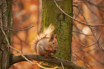 Red Squirrel Eating a Nut on a Branch
