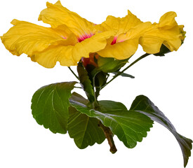 Yellow hibiscus flower transparent background, PNG © Semoga