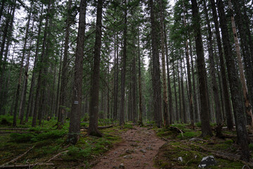 Serene forest path surrounded by tall trees in a tranquil woodland area during overcast weather. Gorgany range. Hiking in Carpathian Mountains, Ukraine