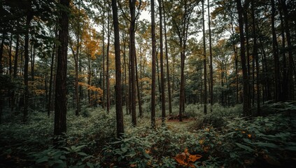 Fototapeta premium Dense forest canopy with tall trees and undergrowth.