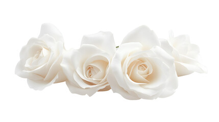 white roses png