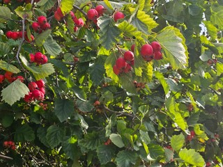 Hawthorn with red fruit, Crataegus monogyna, . Natural beautiful background.