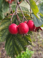 Hawthorn with red fruit, Crataegus monogyna, . Natural beautiful background.