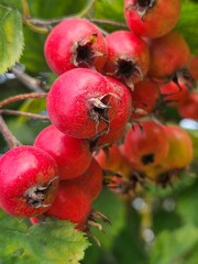 Hawthorn with red fruit, Crataegus monogyna, . Natural beautiful background.