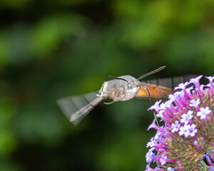 Hummingbird hawk moth taking nectar from a pink flower.