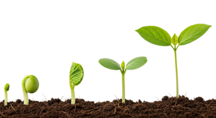 Tiny seedling sprouts emerge from dark soil, showcasing the remarkable stages of plant growth and new life.