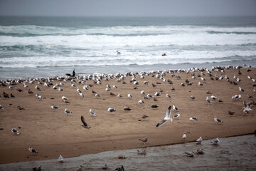 seagulls on the beach