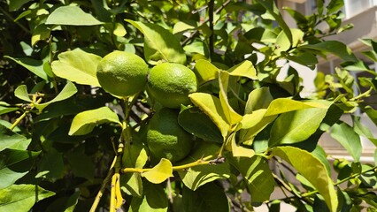unripe green lemon fruits on the tree