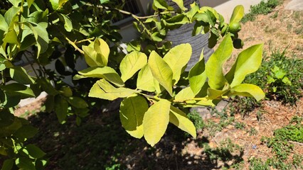  yellowing lemon leaves due to extreme heat