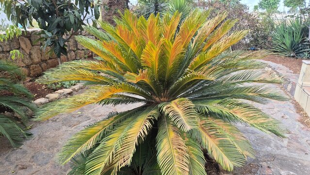 a cycas plant whose branches are damaged by heat or are burnt