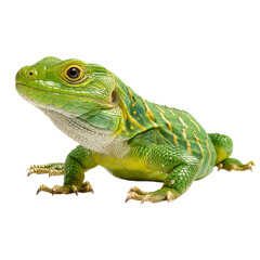 Obraz premium Caiman Lizard: Bright green reptile with armored scales, isolated on a transparent background. --v 7.0
