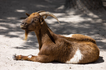 A Goat smiling in the sunshine