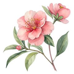 Obraz premium Pink camellia flowers with green leaves isolated on a transparent background botanical