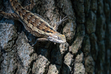 Texas Spiny Lizard