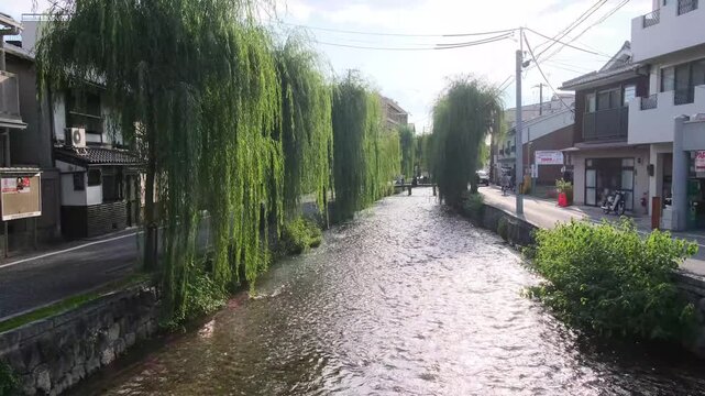 日本、京都、街、柳、柳の葉、風、綠色、風景、青空、水、川、堀、春