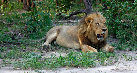 Male lion resting in the shade