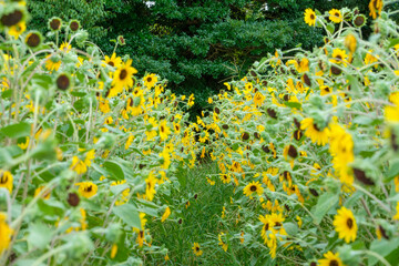 ひまわり畑の小道と緑の木々