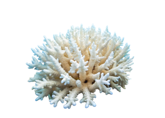 Underwater Landscape of Bleached White Coral with a Lone Fish, Highlighting Ocean Degradation
isolated on white background ,PNG.AI Generated.