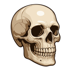 Human skull isolated on white background. Vector illustration