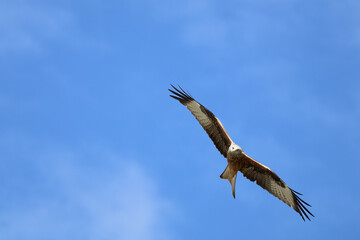 Obraz premium fliegender Rotmilan