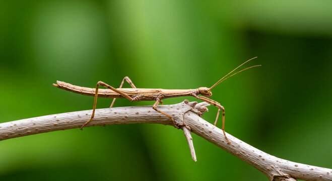 Walking stick insect or Phasmids (Phasmatodea or Phasmatoptera) also known as stick insects, stick-bugs, walking sticks, bug sticks or ghost insect. Selective focus, blurred background with copy space
