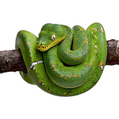 Fototapeta premium Emerald Tree Boa: Coiled around a branch, isolated on a transparent background. --v 7.0