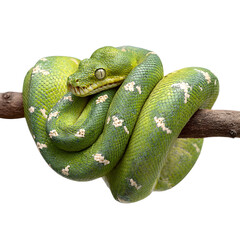 Fototapeta premium Emerald Tree Boa: Coiled around a branch, isolated on a transparent background. --v 7.0