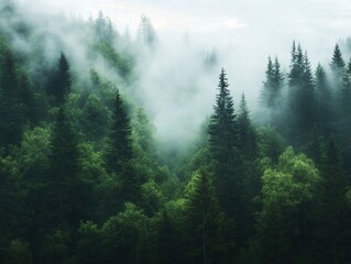 Lush green forests enveloped in mist during early morning hours in a tranquil natural setting