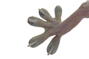 Fototapeta premium closup hand White line gecko on white background, white line gecko lizard closeup hand 