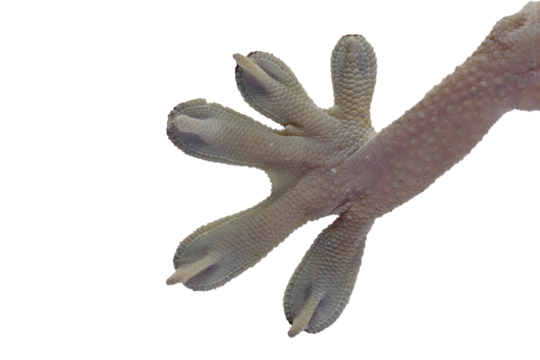 closup hand White line gecko on white background, white line gecko lizard closeup hand 