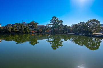 Obraz premium 奈良、奈良公園、紅葉、五重塔、歷史名勝、水、池塘、木、綠色、青空、秋、絶景、写真素材
