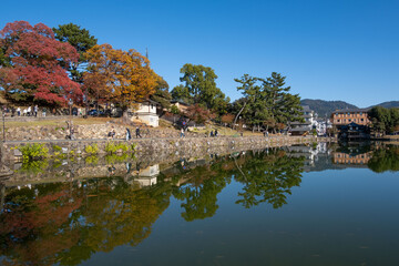 Fototapeta premium 奈良、奈良公園、紅葉、五重塔、歷史名勝、水、池塘、木、綠色、青空、秋、絶景、写真素材