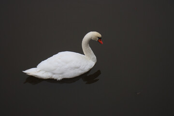A white swan with an orange beak gracefully floats on calm dark water, with its reflection visible below.