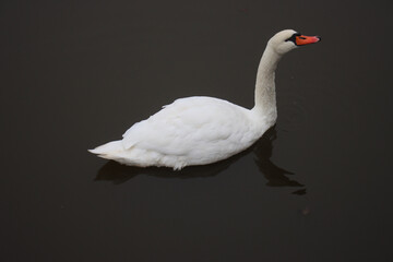 A white swan with an orange beak gracefully floats on calm dark water, with its reflection visible below.