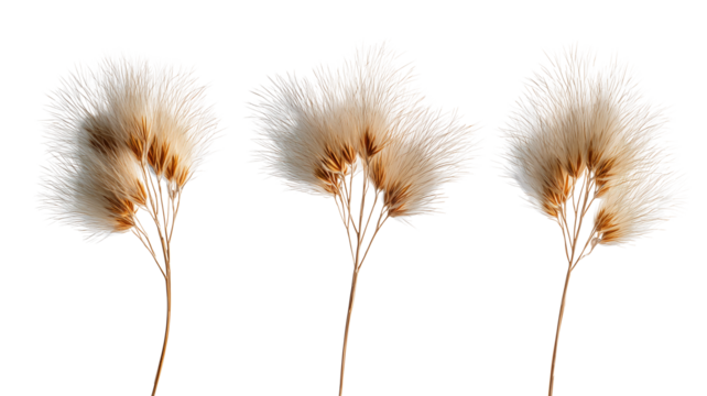 Three delicate fluffy seed heads of a plant with wispy white parachutes against a stark black background