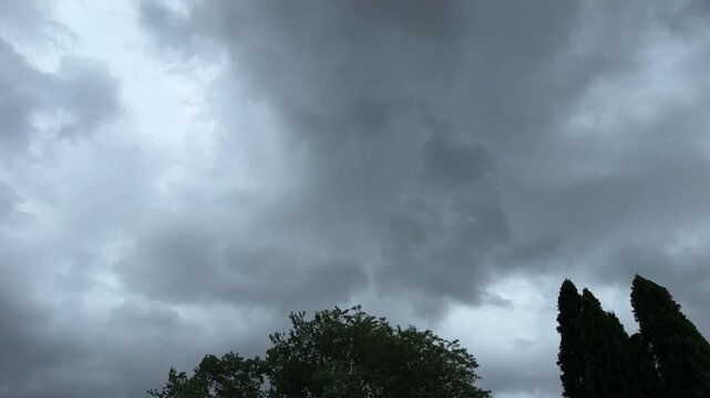 Trees blowing in the wind with dark storm clouds above 
