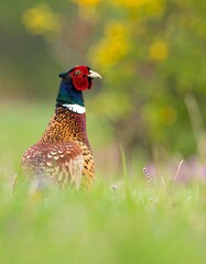 Fototapeta premium Pheasant in meadow