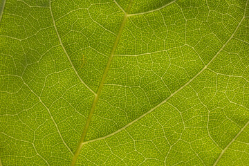 Obraz premium close up of green leaf