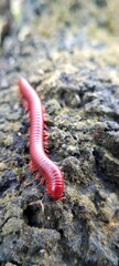 A pink baby millipede crawls across the rough rocky ground.