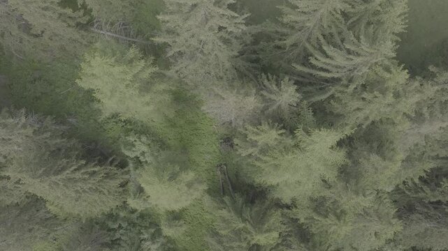 overview green forest