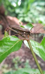 A brown tropical beetle perched on a leafy branch seen from the side.
