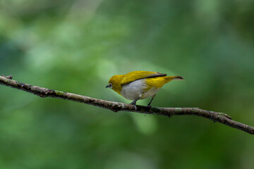 Sri Lanka white-eye bird perched on a branch. The small, vibrant bird has a y back and a white belly. Its most distinctive feature is the prominent white ring around its eye.