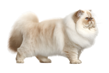 Majestic Cream Persian Cat Standing Elegant Portrait isolated on a transparent background