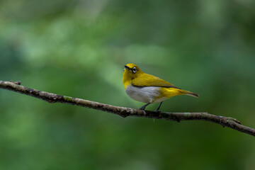 Sri Lanka white-eye bird perched on a branch. The small, vibrant bird has a y back and a white belly. Its most distinctive feature is the prominent white ring around its eye.