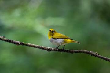 Sri Lanka white-eye bird perched on a branch. The small, vibrant bird has a y back and a white belly. Its most distinctive feature is the prominent white ring around its eye.