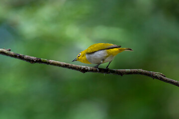 Sri Lanka white-eye bird perched on a branch. The small, vibrant bird has a y back and a white belly. Its most distinctive feature is the prominent white ring around its eye.