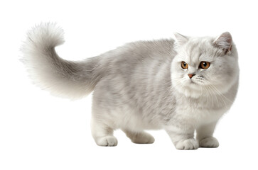 Obraz premium Elegant Silver British Shorthair Cat with Golden Eyes Posing Gracefully isolated on a transparent background