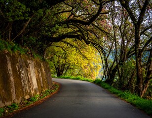 Winding road through a forest canopy