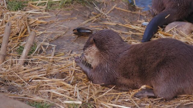 otters in zoo enclosure, one sitting on straw eats from food held in its paws